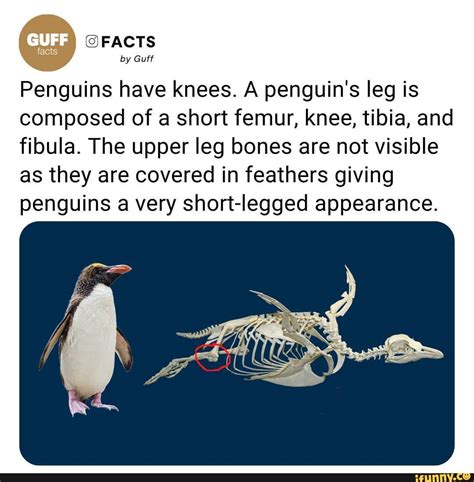 FACTS by Guff Penguins have knees. A penguin's leg is composed of a ...