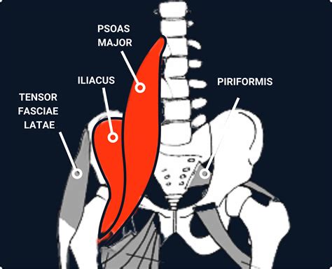 Psoas Pain Referral Pattern Get To Know And Care For Your Tight Psoas