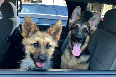 Adorable German Shepherd Has Dwarfism