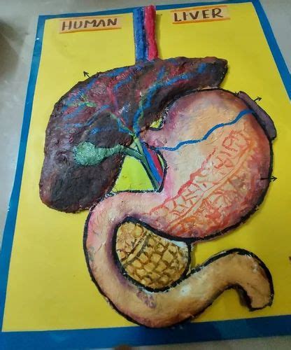 Image result for Digestive System Using Clay
