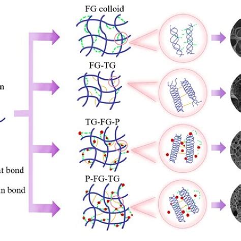 Image result for TG Genetic Modification