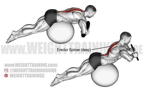 Image result for Stability Ball Back Exercises
