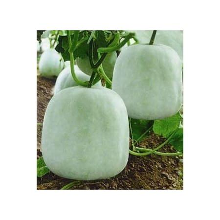 Creative Farmer Vegetable Seeds Kumbalanga (Malayalam) Seeds - Ashgourd ...