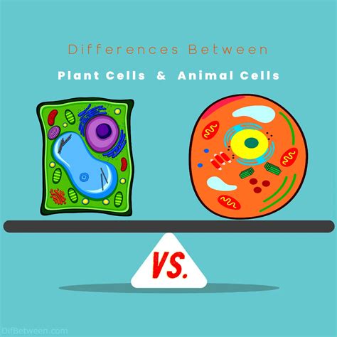 Plant vs Animal Cells: Key Differences Explained