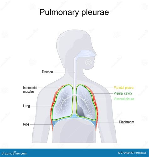 Lung Anatomy Pleura