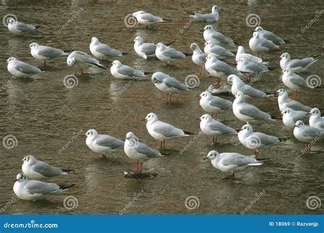 Birds group stock image. Image of group, river, life, post - 18069
