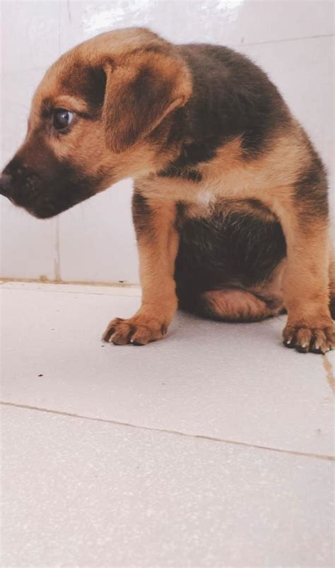 Find a Pet | Adopt-a-Pet
