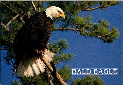 Postcard American Bald Eagle Symbol of Freedom Haliaeetus leucocephalus | eBay