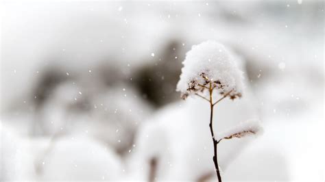 可商用视频素材之5个下雪雪景唯美孤独雪地冬天自然剪辑背景_哔哩哔哩_bilibili