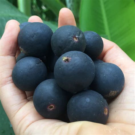 Blue Jaboticaba: A Rare Exotic Fruit Plant for Your Garden ...