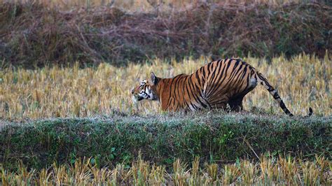 Petition · Notify the unprotected forest areas around Tadoba-Andheri ...