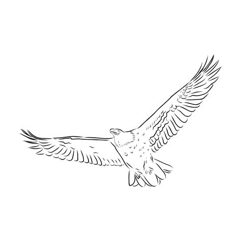 Soaring Eagle Sketch