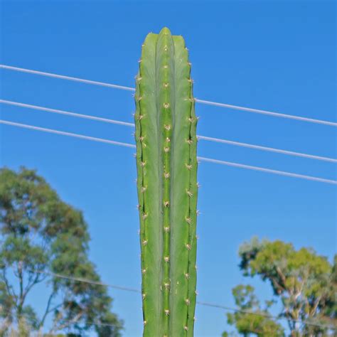 Shop 'San Pedro Cactus - Echinopsis pachanoi' Care and Growing Guide ...