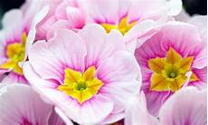 fiori di primavera nomi piante perenni da balcone le 7 pi 249 facili da curare leitv fiori di primavera nomi piante perenni da balcone le 7 pi 249 facili da curare leitv