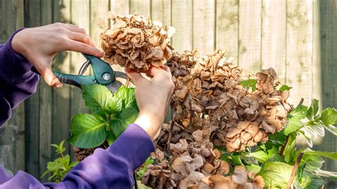 How to prune hydrangeas: pro tips on techniques and timings | Woman & Home