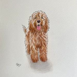 Image result for Hand Drawn Cockapoo