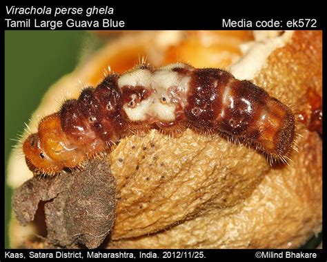 Virachola perse | Butterfly