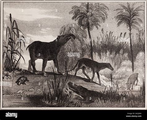 Extinct Animals that once lived where Paris now is" an anonymous ...