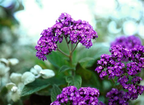 Purple Annual Flowers