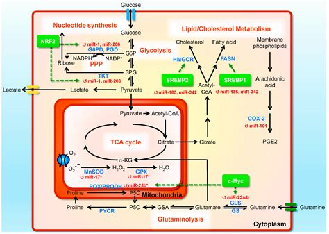 Non-Coding RNAs in Castration-Resistant Prostate Cancer: Regulation of ...