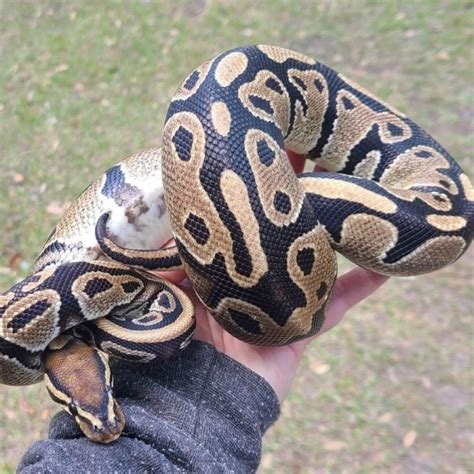 Image result for Giant Ball Python