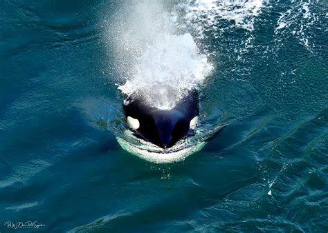 December Art Walk 2023 – West Seattle Art Walk