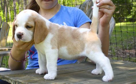 Beagle Colors Lemon & White | PETSIDI