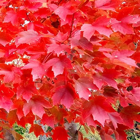 Buy QAUZUY GARDEN 25 Seeds Carolina Red Scarlet Maple Tree Seeds Acer ...