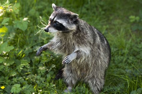 racoon