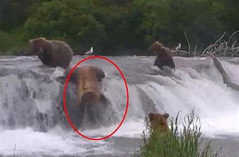 Image result for Bears Falling From Cliffs