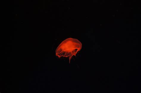 Small red jellyfish free image download