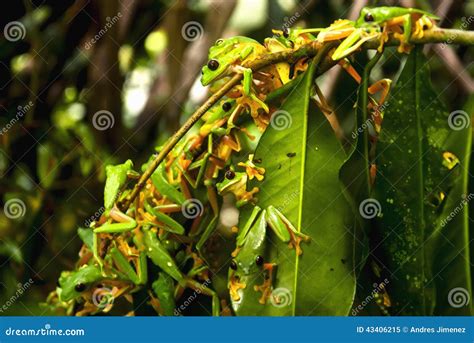 Image result for Exploding Frogs