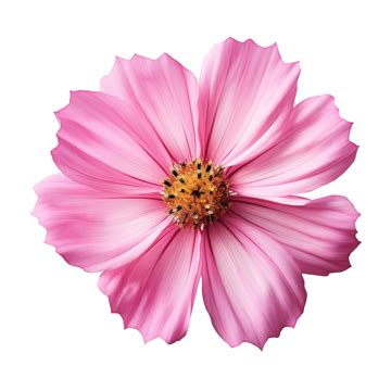 Image result for Flower