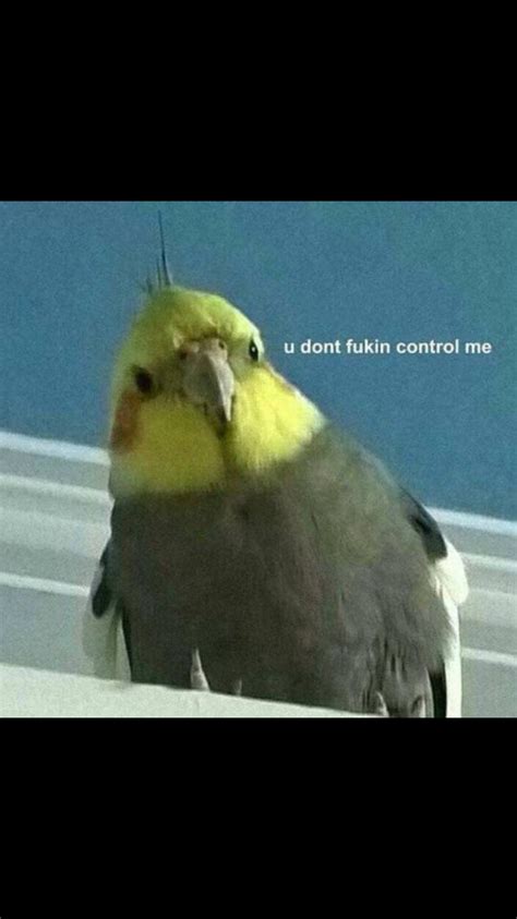 Image result for Cockapoo Memes