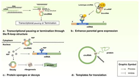 The Dual Role of Circular RNAs as miRNA Sponges in Breast Cancer and ...