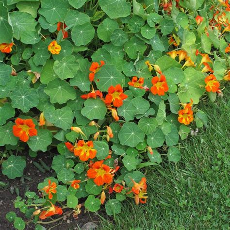 Field Marigold (Calendula arvensis) - approx. 50 seeds