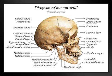 Human Skull Diagram Anatomy Educational Chart Art | Ubuy India