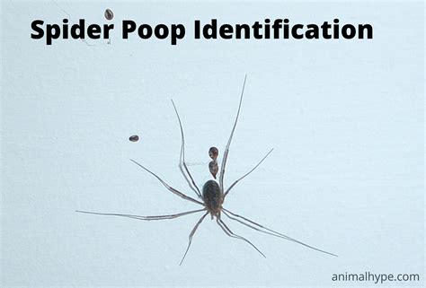 How Do Spiders Pee And Poop at Nancy Hickman blog
