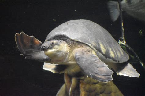 Definitive Guide To Pig-nosed Turtle Facts, Habitat, Conservation ...