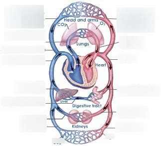 Circulation Class 12 的图像结果