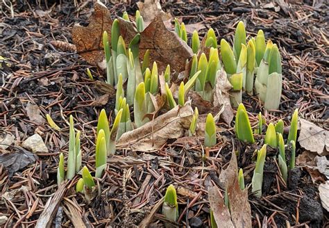 Nature at Home: What Happens When It's Spring? - Carpenter Nature Center
