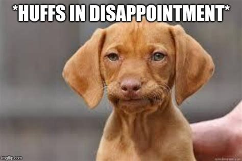 Disappointed Dog Memes - Imgflip