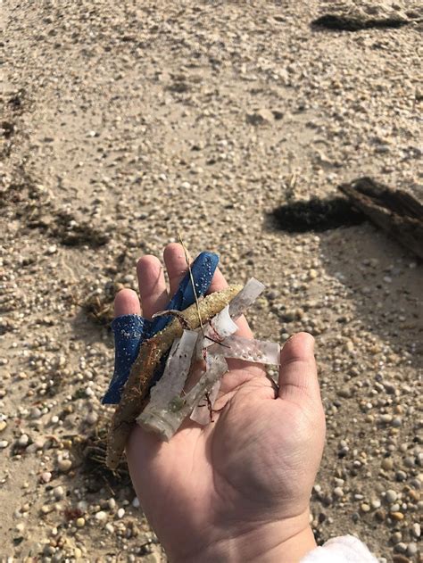 First Day Hike & Beach Cleanup w. AMSEAS at Hallock State Park Tickets ...