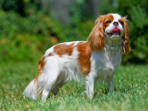 12 Most Family-Friendly Dog Breeds: We Countdown The Canines That Are ...