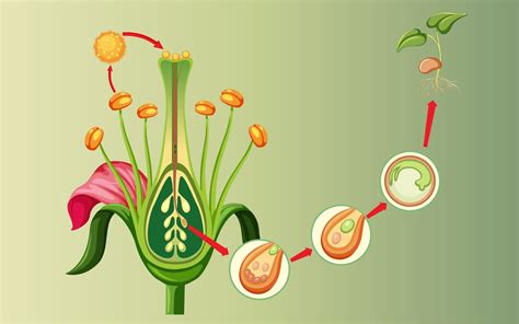 Image result for How Do Organisms Reproduce Class 10 Explanation