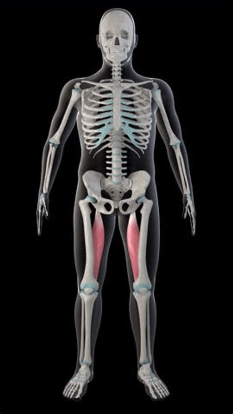 Back Extensor Muscles 的图像结果