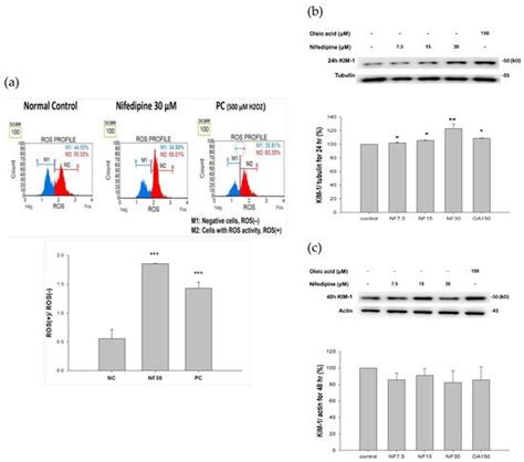 Nifedipine Modulates Renal Lipogenesis via the AMPK-SREBP ...