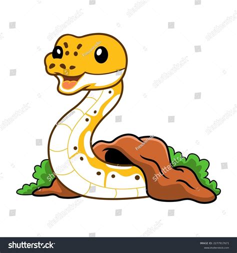 Image result for Ivory Ball Python