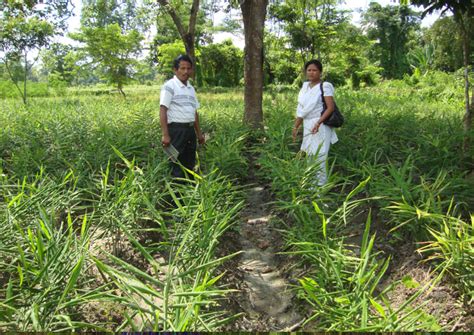 Welcome to Krishi Vigyan Kendra, Momong
