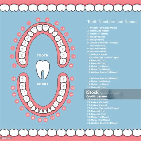 Tooth Chart With Names Dental Infographics Teeth In Jaw Stock ...